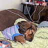 animal, blanket, canine, comfort, couch, cozy, cute, dog, fur, home, indoor, paw, pet, puppy, relaxation, resting, sleeping, soft, striped_shirt, young