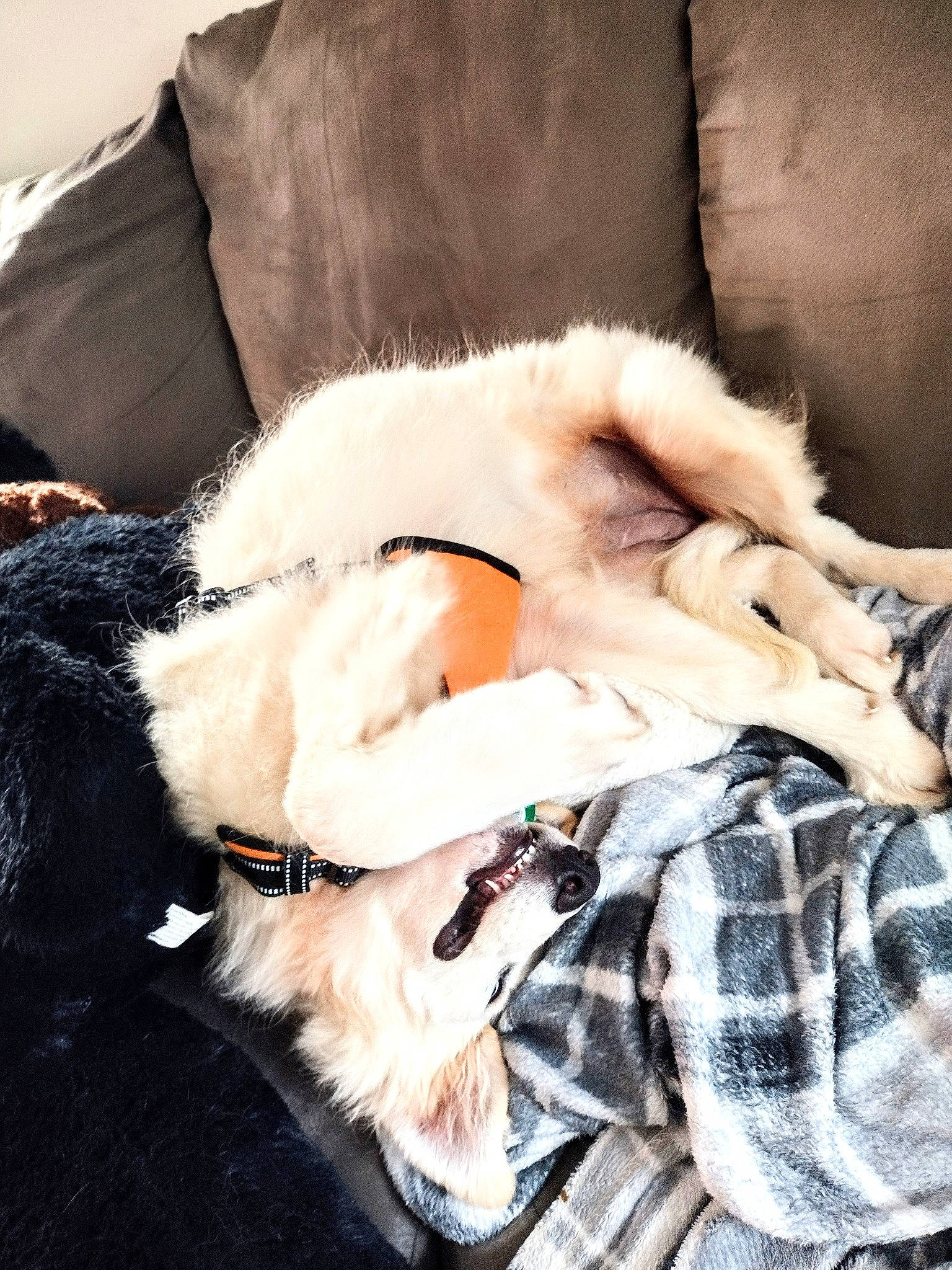 Flynn is registered to the contest to win money with this photo: animal_product, canidae, carnivore, comfort, companion_dog, dog_breed, fashion_accessory, fawn, felidae, fur, fur_clothing, linens, natural_material, parka, small_to_medium_sized_cats, snout, sporting_group, sunglasses, textile, whiskers