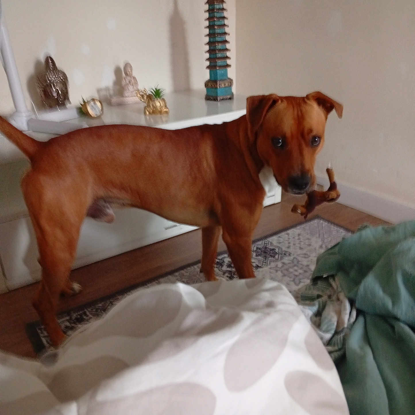 Tyson a rejoint le concours — aidez-le/la à gagner de superbes lots ! animal, bed, blanket, brown_dog, buddha_statue, comforter, curious, decor, dog, elephant_figurine, furniture, household, indoor, living_room, looking_back, pagoda_sculpture, pet, rug, toy, wooden_floor