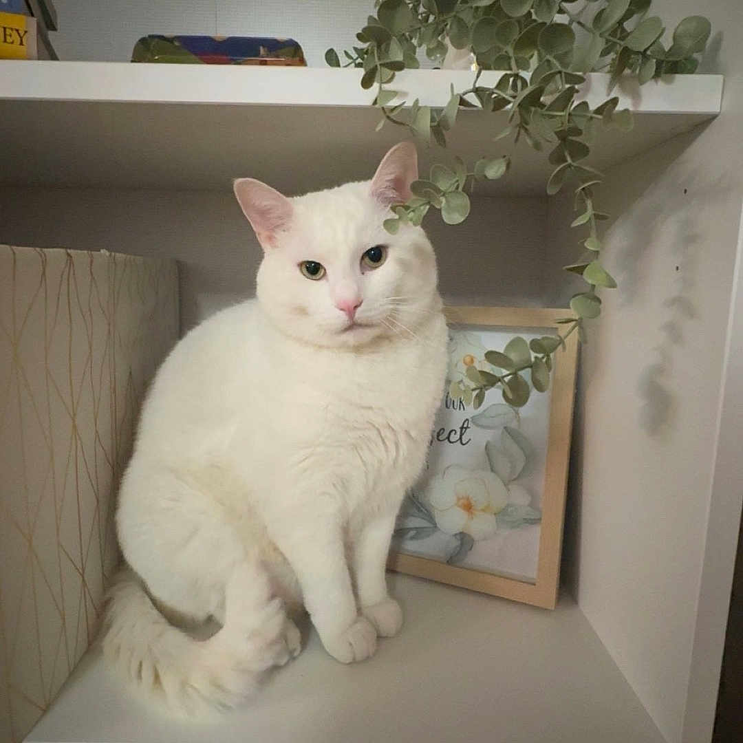 Loki joined the competition — help win amazing prizes! cat, white_cat, heterochromia, sitting, shelf, plant, indoor, houseplant, framed_picture, decor, wooden_floor, curious, pet, feline, cozy, quiet, still_life, domestic, furniture, calm
