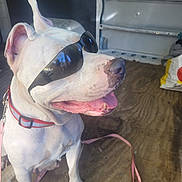 Izzy a rejoint le concours — aidez-le/la à gagner de superbes lots ! animal, canine, close_up, collar, companion, cute, dog, floor, happy, inside_vehicle, leash, metal_wall, paw, pet, portrait, reflection, sunglasses, sunlight, tongue_out, white_dog