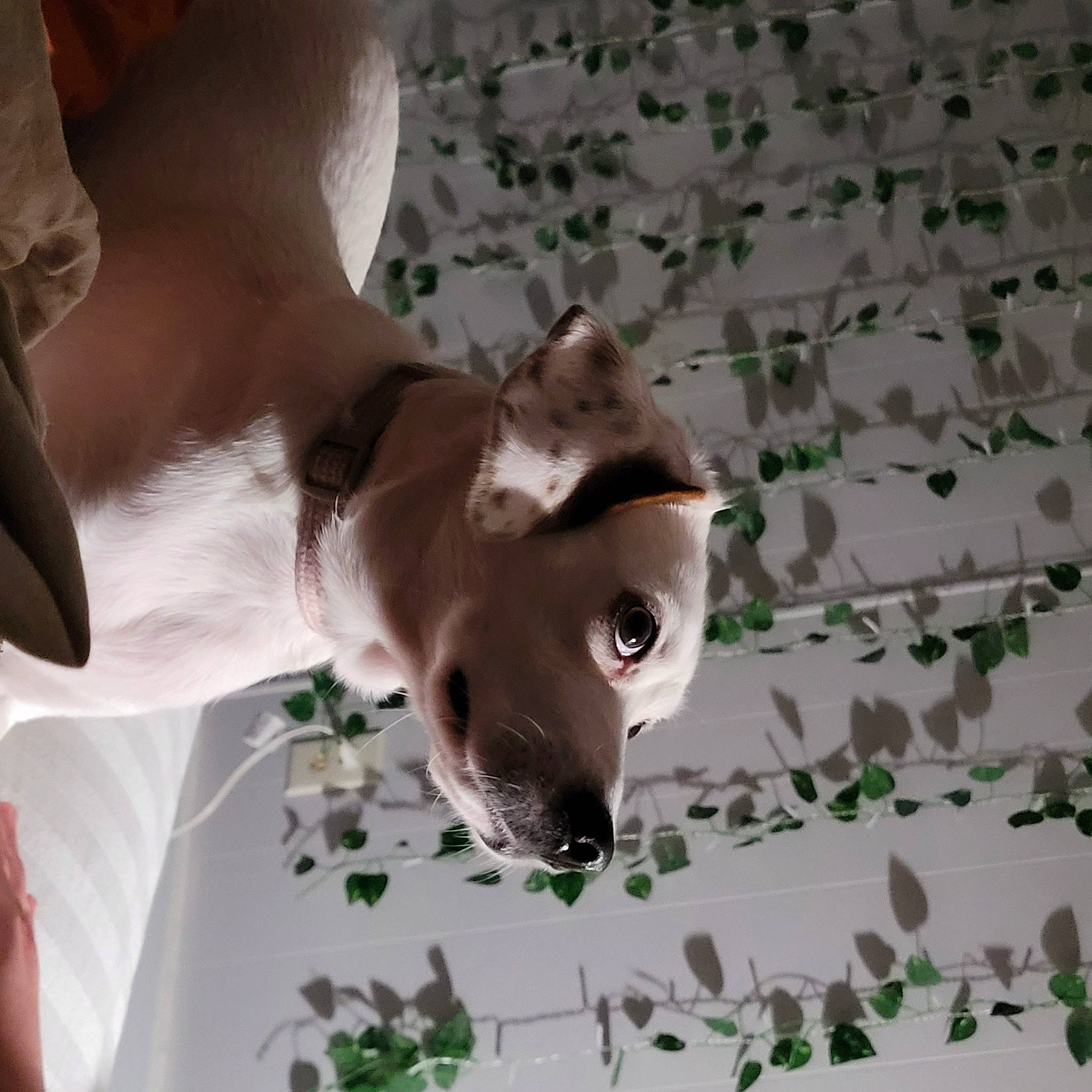 Juniper joined the competition — help win amazing prizes! canidae, carnivore, chihuahua, collar, companion_dog, dog, dog_breed, ear, fawn, non_sporting_group, pet_supply, snout, sporting_group, tail, terrestrial_animal, toy_dog, whiskers, working_animal