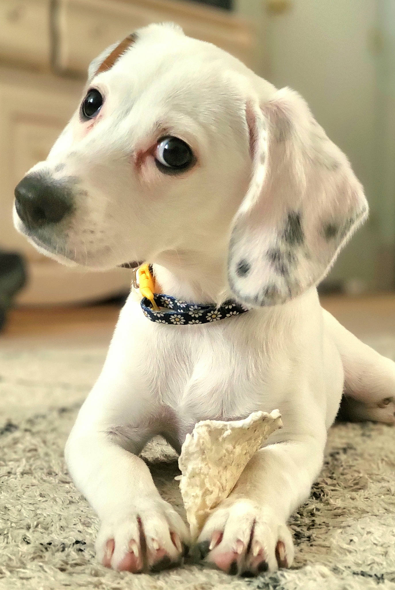 Juniper is registered to the contest to win money with this photo: canidae, carnivore, collar, companion_dog, dog, dog_breed, dog_collar, dog_supply, fawn, fur, leash, non_sporting_group, pet_supply, puppy, snout, soil, sporting_group, whiskers, working_animal