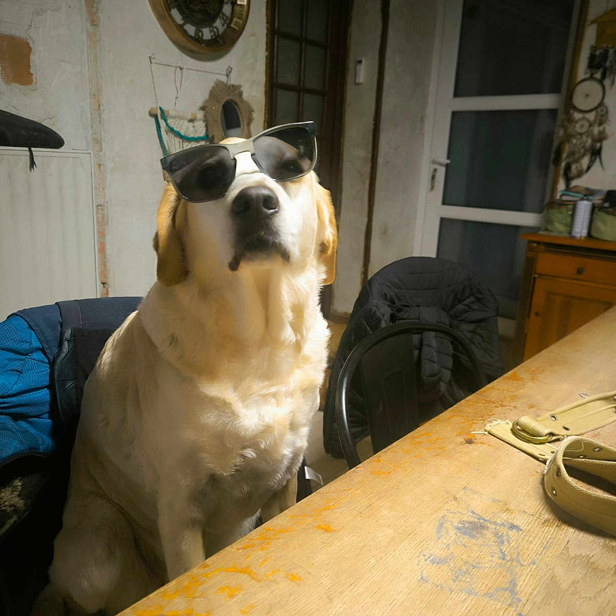 Legacy a rejoint le concours — aidez-le/la à gagner de superbes lots ! accessories, animal, architecture, backpack, bag, building, canine, diningroom, diningtable, dog, furniture, indoors, interiordesign, outdoors, pet, plywood, room, shelter, table, wood