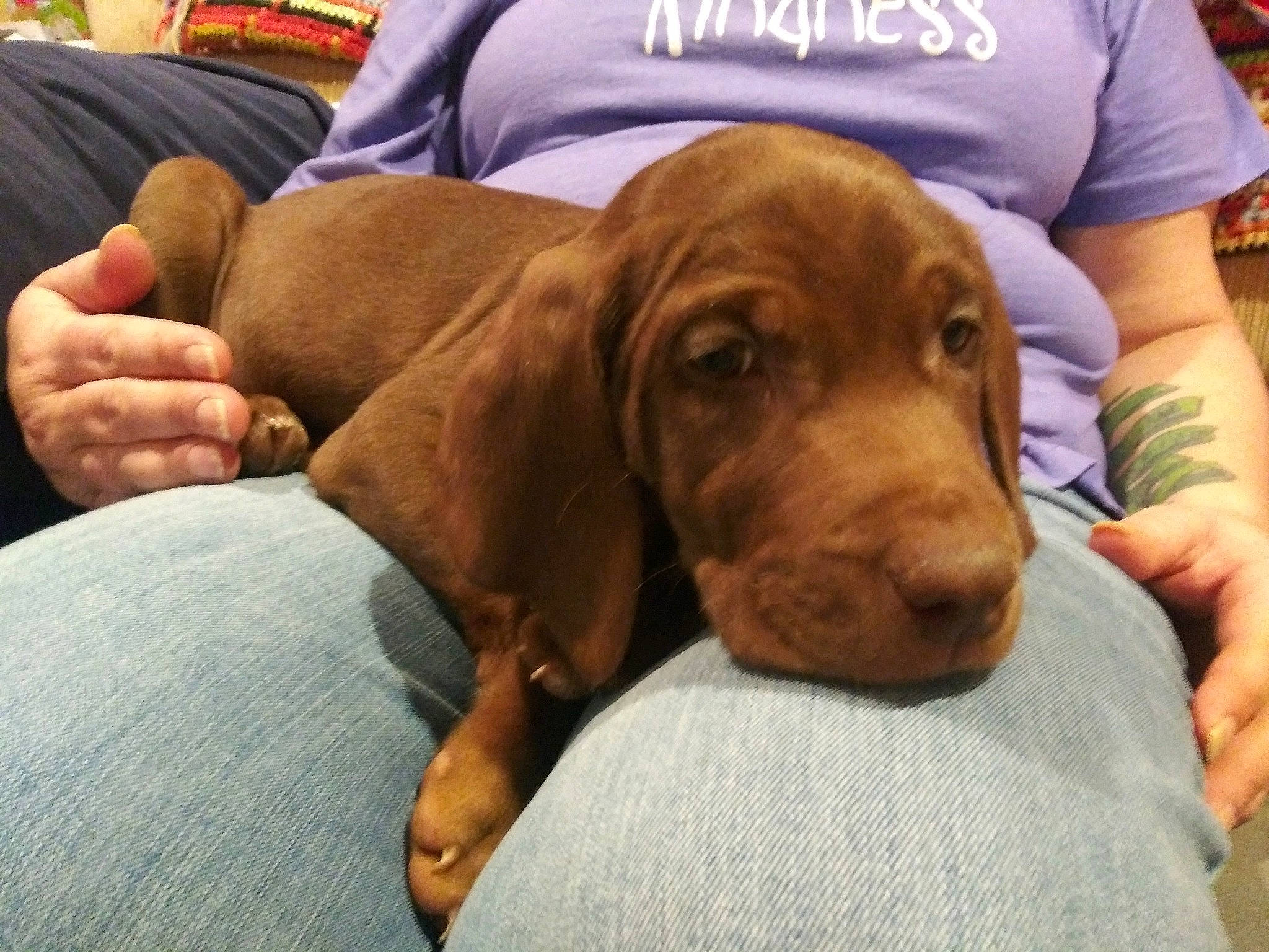 Buddy joined the competition — help win amazing prizes! canidae, carnivore, comfort, companion_dog, couch, dog, dog_breed, fawn, fur, guard_dog, hardwood, hunting_dog, liver, non_sporting_group, selfie, sitting, snout, sporting_group, wood, working_animal