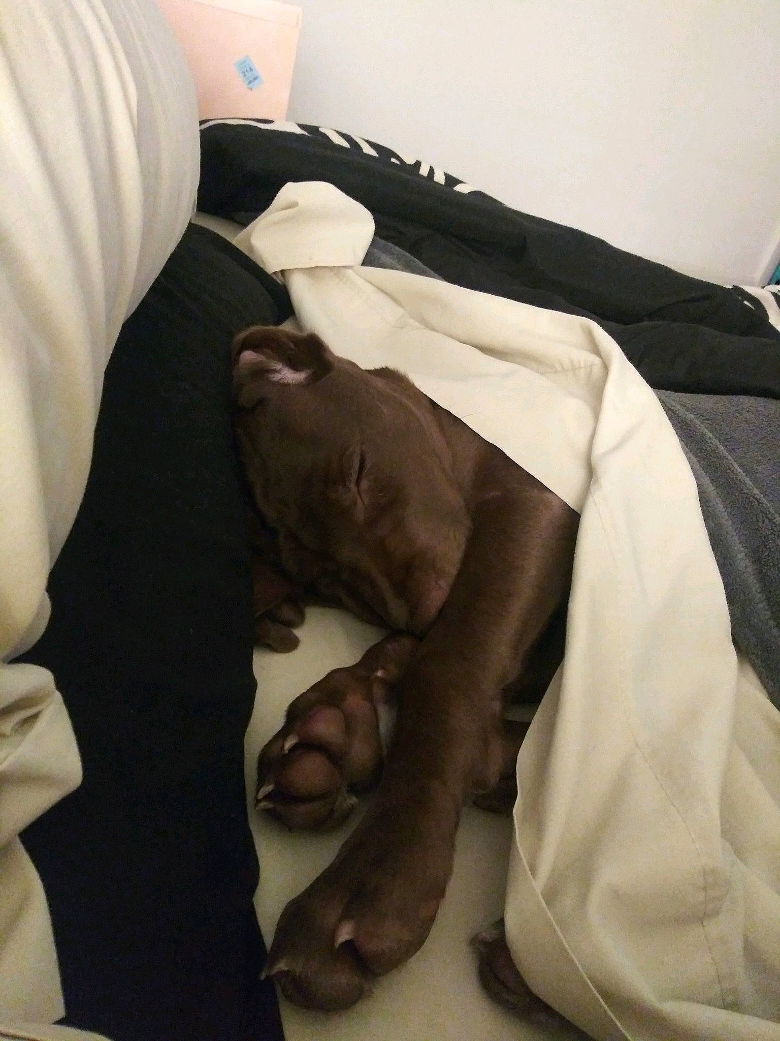 Buddy joined the competition — help win amazing prizes! bed, bed_sheet, bedding, child, comfort, companion_dog, duvet, elbow, flesh, flooring, gesture, human_leg, knee, linens, nap, room, sitting, sleeve, t_shirt, wrist