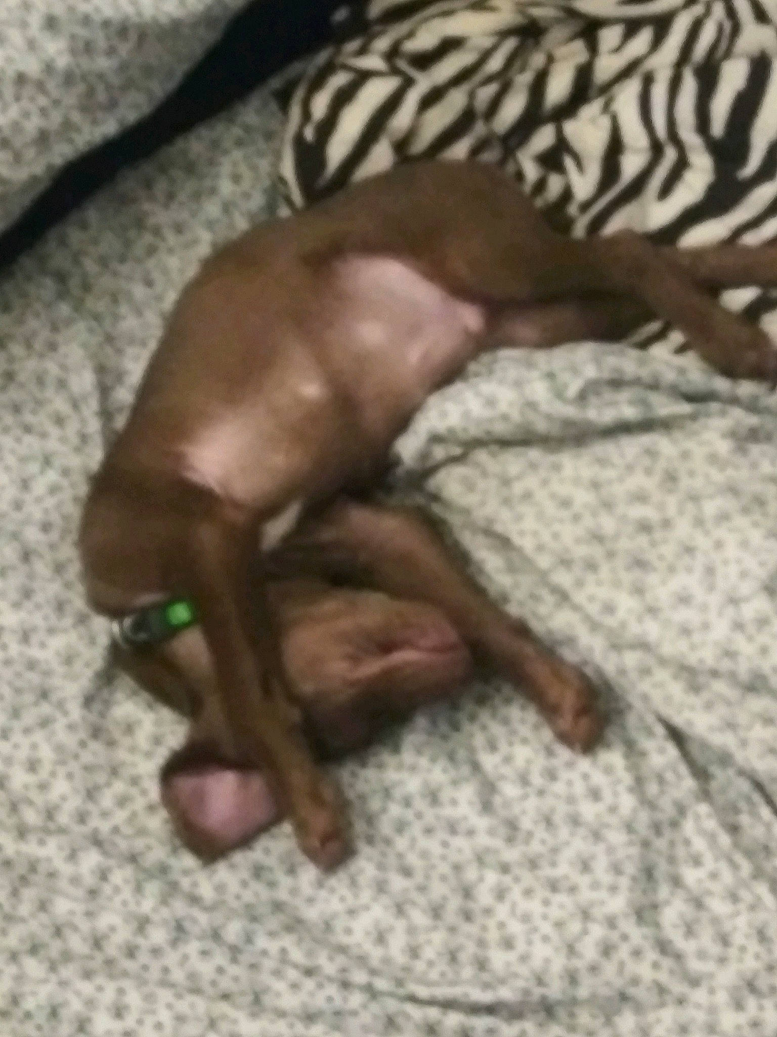 Buddy is registered to the contest to win money with this photo: brown, canidae, carnivore, comfort, companion_dog, dog, dog_breed, dog_supply, fawn, hardwood, linens, liver, non_sporting_group, paw, snout, sporting_group, terrestrial_animal, toy_dog, wood, working_animal