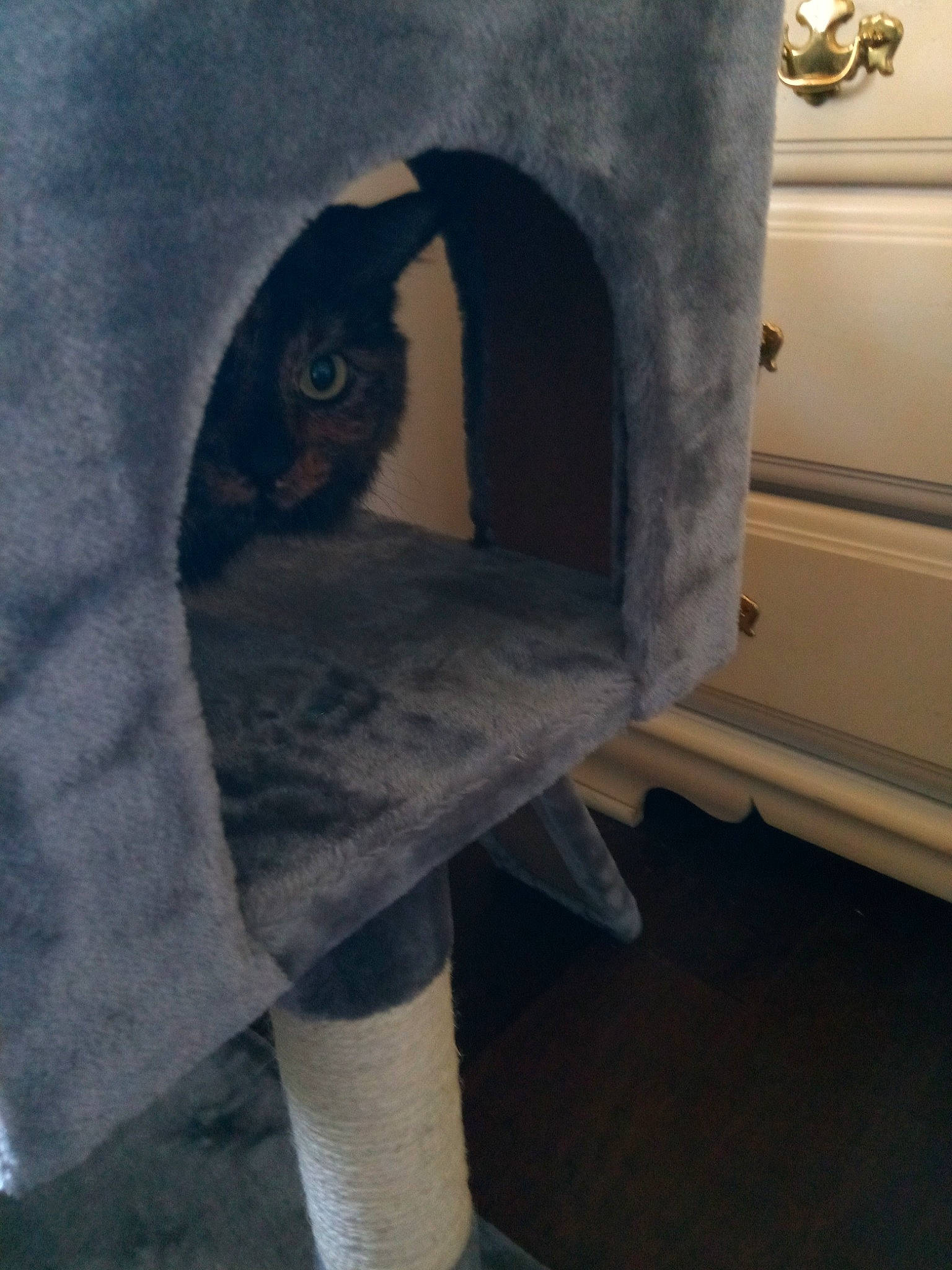 Maji joined the competition — help win amazing prizes! arch, art, bedding, comfort, floor, flooring, fur, gas, grey, hardwood, home_accessories, human_leg, lighting_accessory, linens, plaster, room, sleeve, tail, wood, wood_burning_stove