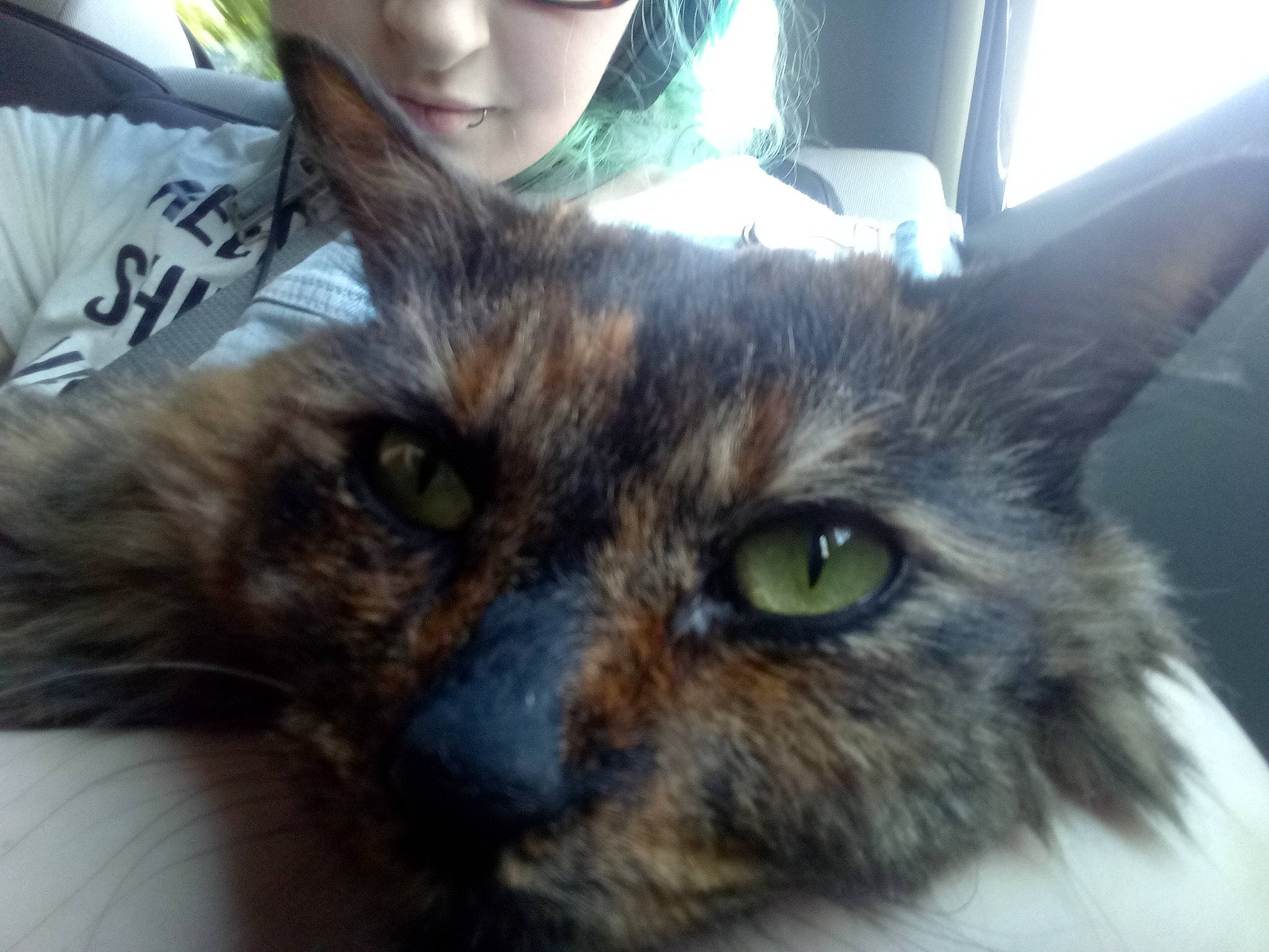 Maji is registered to the contest to win money with this photo: black_cat, carnivore, cat, claw, domestic_short_haired_cat, ear, fawn, felidae, fur, paw, photography, small_to_medium_sized_cats, snout, whiskers, window