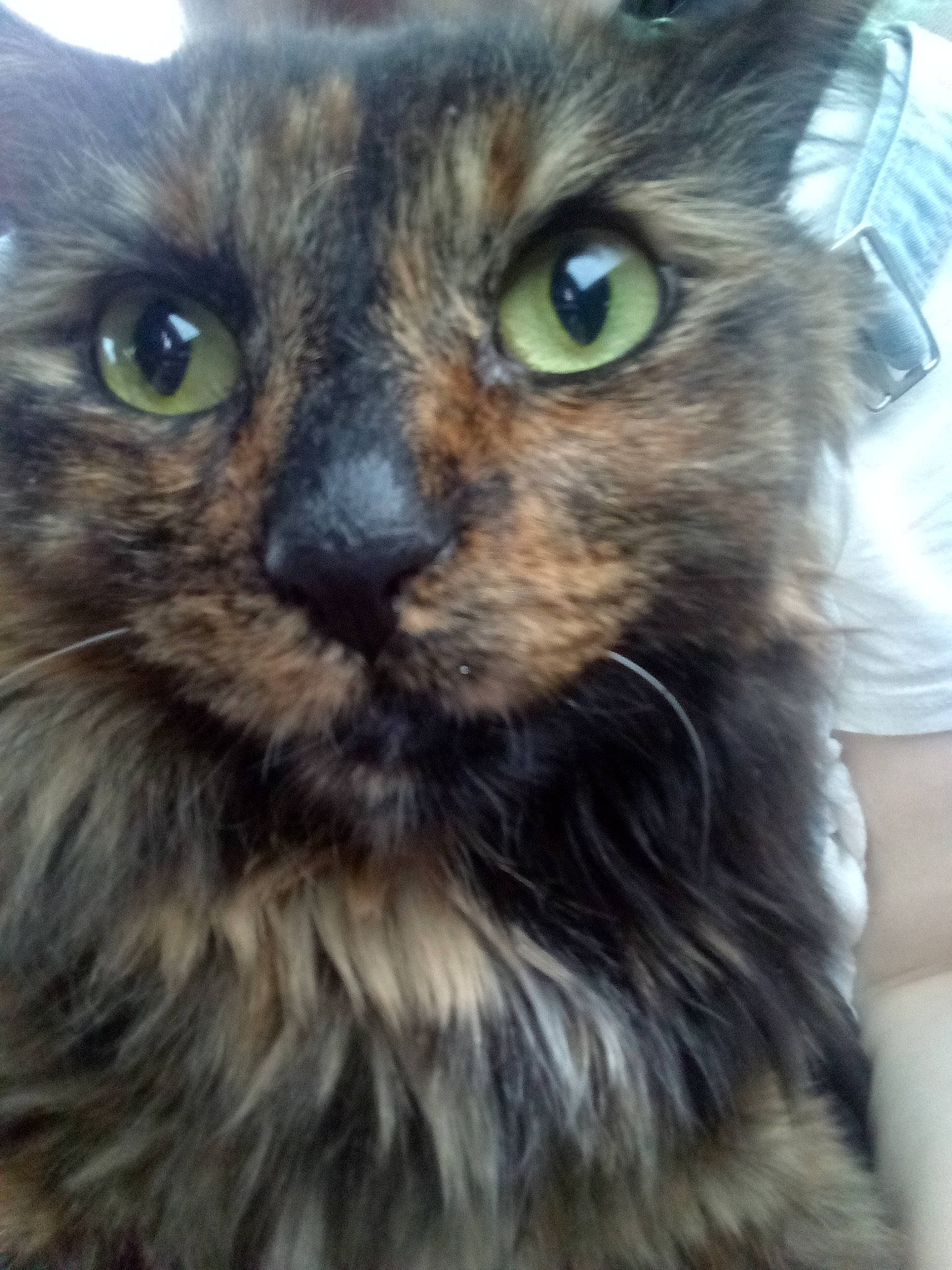 Maji joined the competition — help win amazing prizes! black_cat, british_longhair, carnivore, cat, domestic_short_haired_cat, electric_blue, eye, fawn, felidae, fur, grass, hair, iris, plant, small_to_medium_sized_cats, snout, terrestrial_animal, whiskers, wildlife