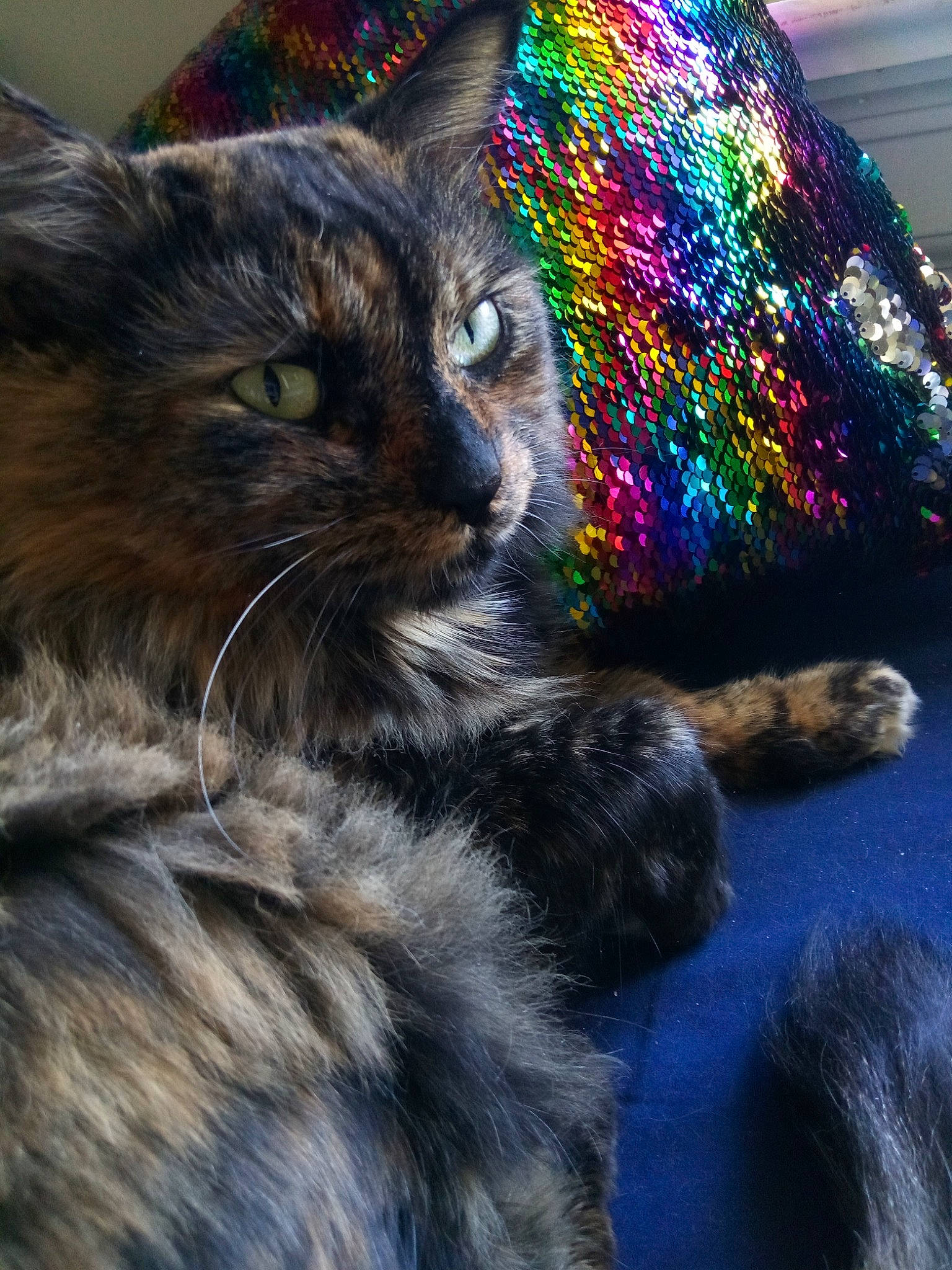 Maji is registered to the contest to win money with this photo: art, cap, carnivore, cat, claw, close_up, domestic_short_haired_cat, electric_blue, felidae, fur, hat, paw, plant, small_to_medium_sized_cats, snout, tail, thread, tree, whiskers, window