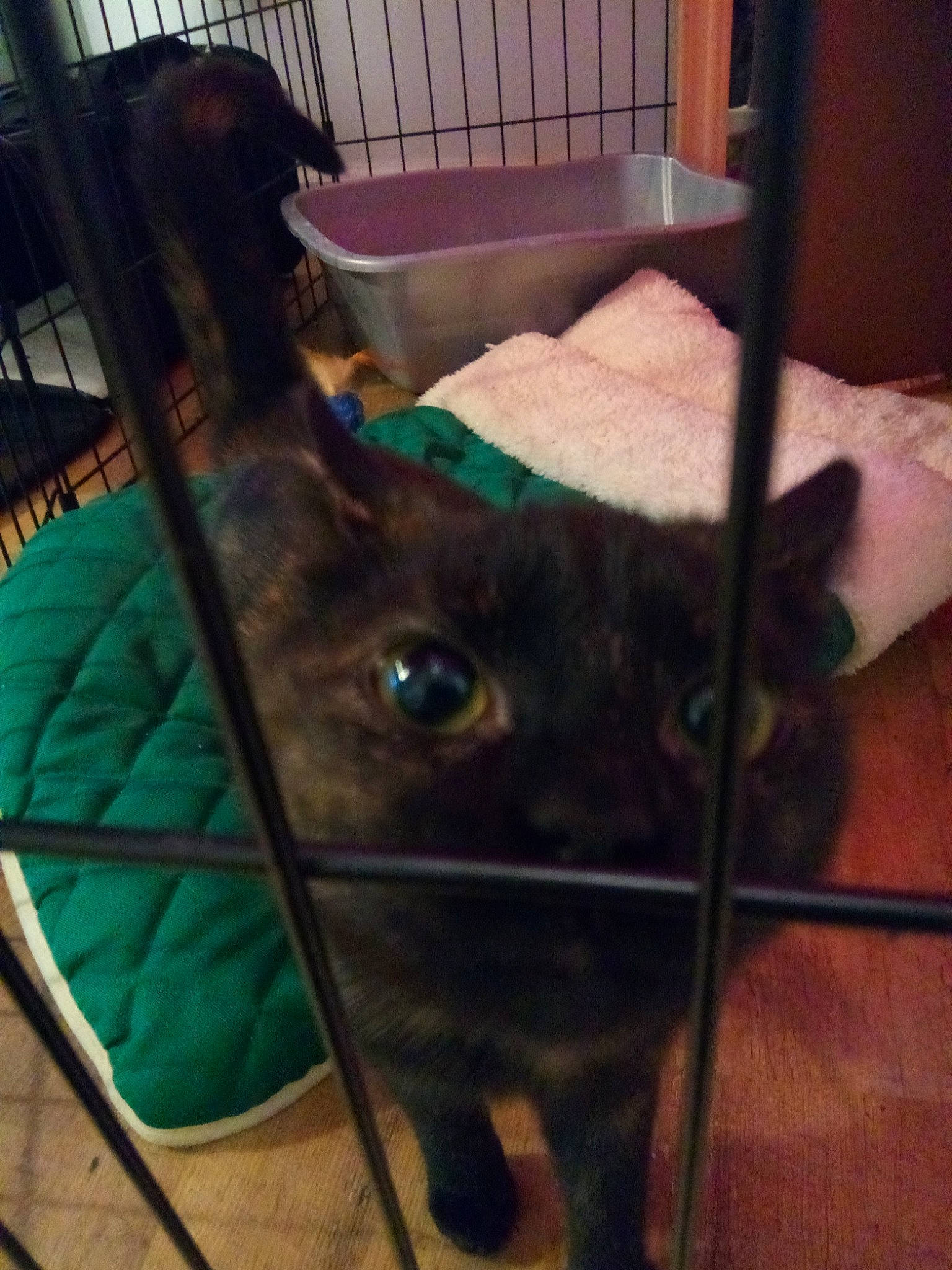 Zanxia joined the competition — help win amazing prizes! animal_shelter, black_cat, carnivore, cat, comfort, dog, dog_breed, ear, fawn, felidae, kennel, liver, mammal, pet_supply, small_to_medium_sized_cats, snout, sporting_group, tail, vertebrate, whiskers