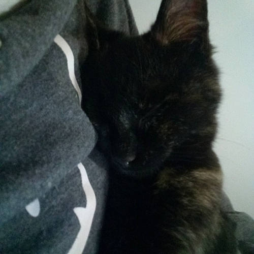 Zanxia is registered to the contest to win money with this photo: black_cat, bombay, carnivore, cat, claw, comfort, domestic_short_haired_cat, felidae, fur, gesture, grey, monochrome_photography, small_to_medium_sized_cats, tail, terrestrial_animal, whiskers