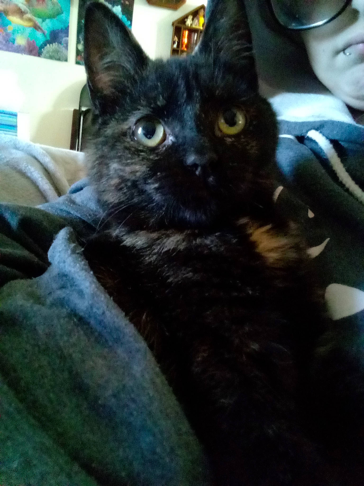 Zanxia is registered to the contest to win money with this photo: black_cat, bombay, carnivore, cat, chair, claw, comfort, domestic_short_haired_cat, eyewear, felidae, fur, iris, mammal, small_to_medium_sized_cats, snout, tail, vision_care, whiskers