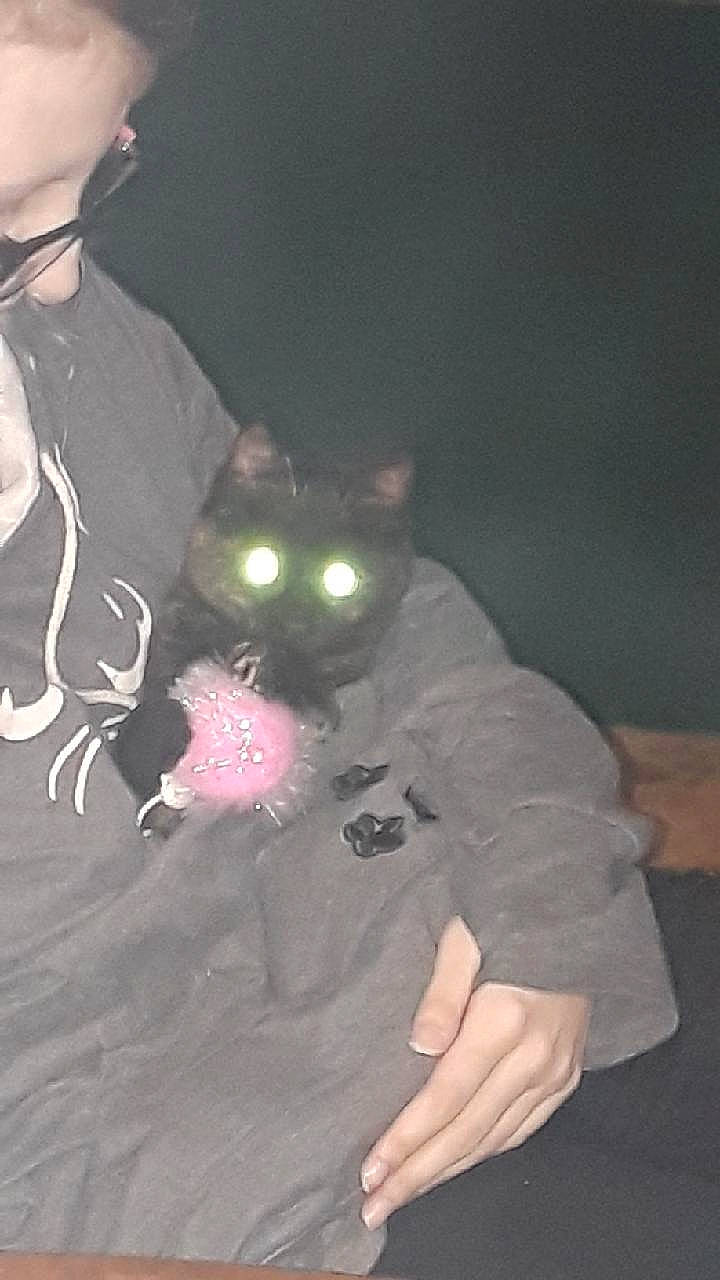 Zanxia joined the competition — help win amazing prizes! beard, carnivore, cat, chest, darkness, eyewear, felidae, fur, gesture, glasses, head, magenta, personal_protective_equipment, sleeve, small_to_medium_sized_cats, sunglasses, t_shirt, trunk, vision_care, whiskers