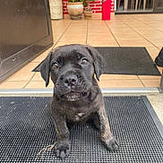 Adès a rejoint le concours — aidez-le/la à gagner de superbes lots ! puppy, dog, black_dog, pet, mat, tile_floor, indoor, entrance, potted_plants, red_brick_wall, curious, cute, young_dog, animal, portrait, floor_mat, doorway, domestic, small_dog, looking_up