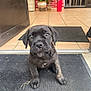 puppy, dog, black_dog, pet, mat, tile_floor, indoor, entrance, potted_plants, red_brick_wall, curious, cute, young_dog, animal, portrait, floor_mat, doorway, domestic, small_dog, looking_up