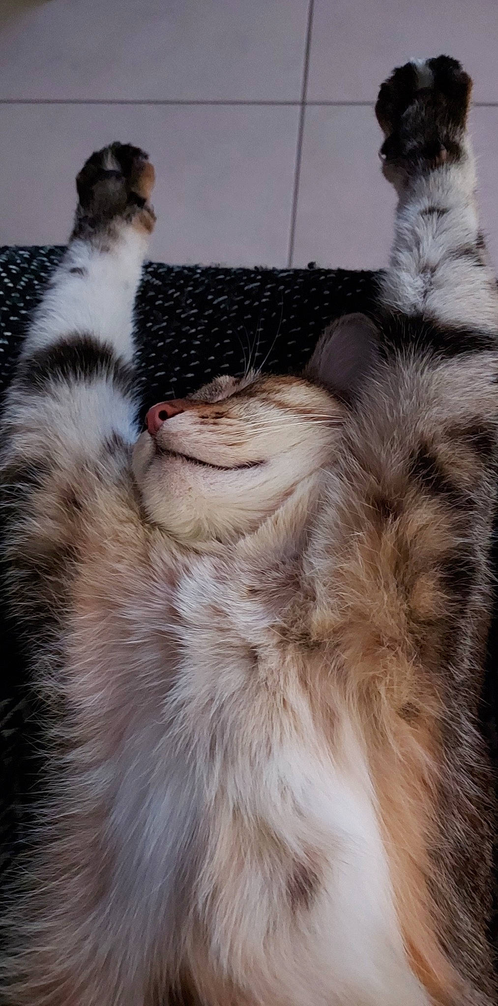 Dixie participe au concours pour gagner de l'argent avec cette photo : beak, carnivore, cat, claw, dog_breed, feather, felidae, flightless_bird, fur, mammal, meerkat, paw, penguin, small_to_medium_sized_cats, snout, tail, terrestrial_animal, vertebrate, whiskers, wildlife