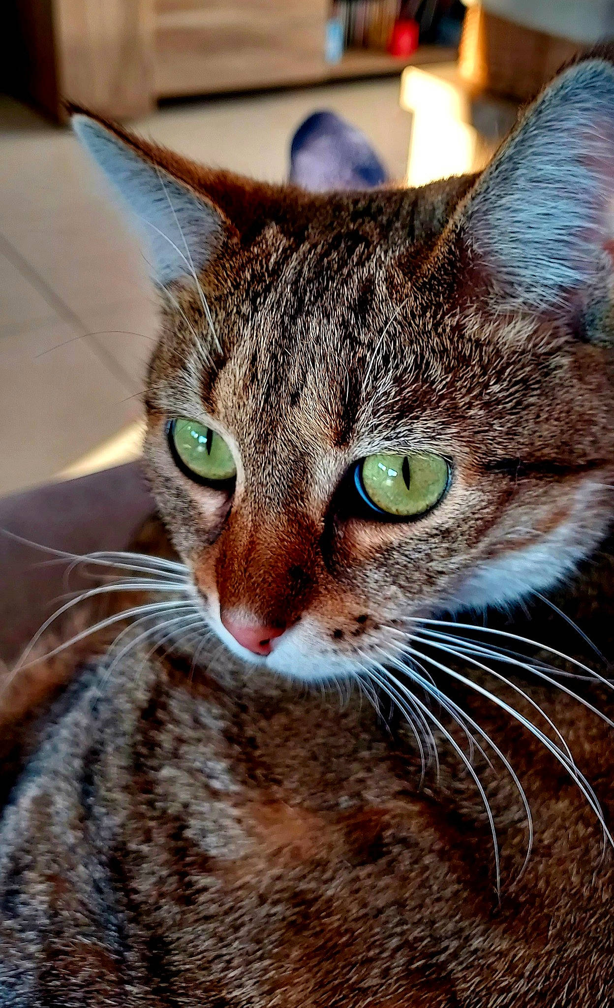 Dixie a rejoint le concours — aidez-le/la à gagner de superbes lots ! carnivore, cat, domestic_short_haired_cat, ear, felidae, fur, grass, hair, head, small_to_medium_sized_cats, snout, terrestrial_animal, tree, whiskers, wildlife, window