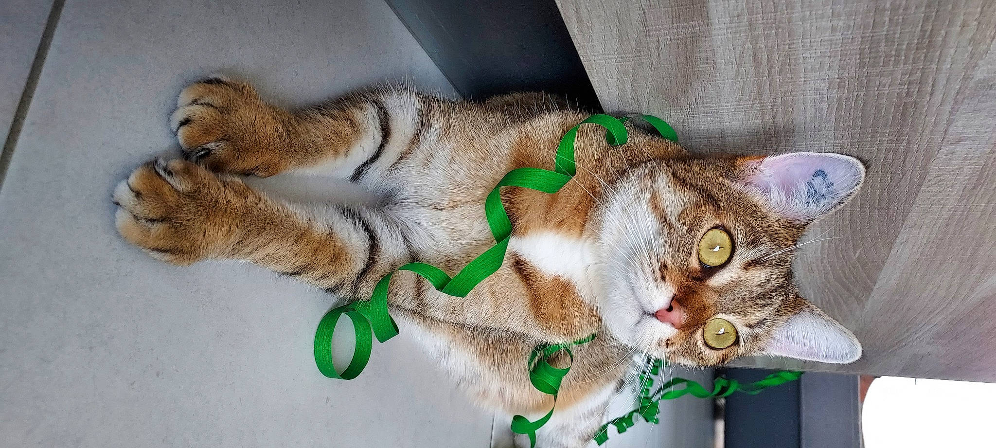 Dixie a rejoint le concours — aidez-le/la à gagner de superbes lots ! carnivore, cat, cat_toy, claw, domestic_short_haired_cat, ear, eye, fawn, felidae, fur, grass, paw, small_to_medium_sized_cats, snout, tail, terrestrial_animal, toy, whiskers