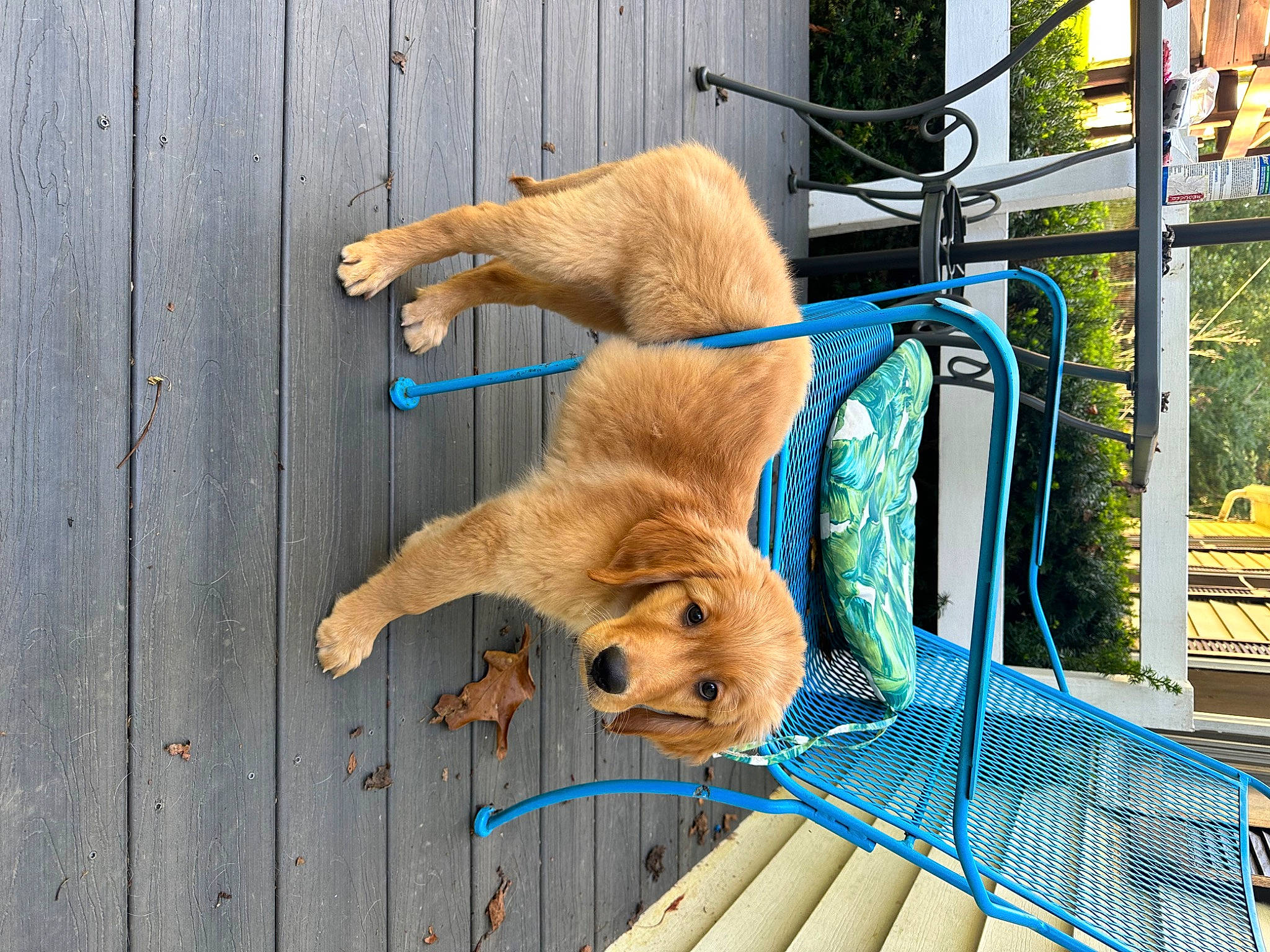 Kevin joined the competition — help win amazing prizes! canidae, carnivore, collar, companion_dog, dog, dog_breed, dog_collar, dog_supply, fashion_accessory, fawn, flooring, hardwood, leash, outdoor_furniture, pet_supply, retriever, sporting_group, tail, wood, working_animal