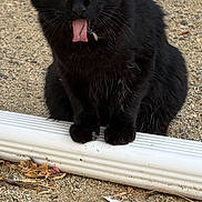 Bugaboo is registered to the contest to win money with this photo: animal, black_cat, black_fur, cat, close_up, cute, feline, gravel, ground, metal_tag, outdoor, paws, pet, portrait, sitting, tongue, tongue_out, whiskers, white_pipe, yellow_eyes