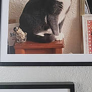 Trouble is registered to the contest to win money with this photo: cat, gray_cat, white_cat, framed_photo, wooden_surface, textured_wall, indoor, pet, animal, sitting, portrait, curious, feline, closeup, home_decor, picture_frame, photography, domestic_animal, still_life, furniture