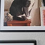cat, gray_cat, white_cat, framed_photo, wooden_surface, textured_wall, indoor, pet, animal, sitting, portrait, curious, feline, closeup, home_decor, picture_frame, photography, domestic_animal, still_life, furniture