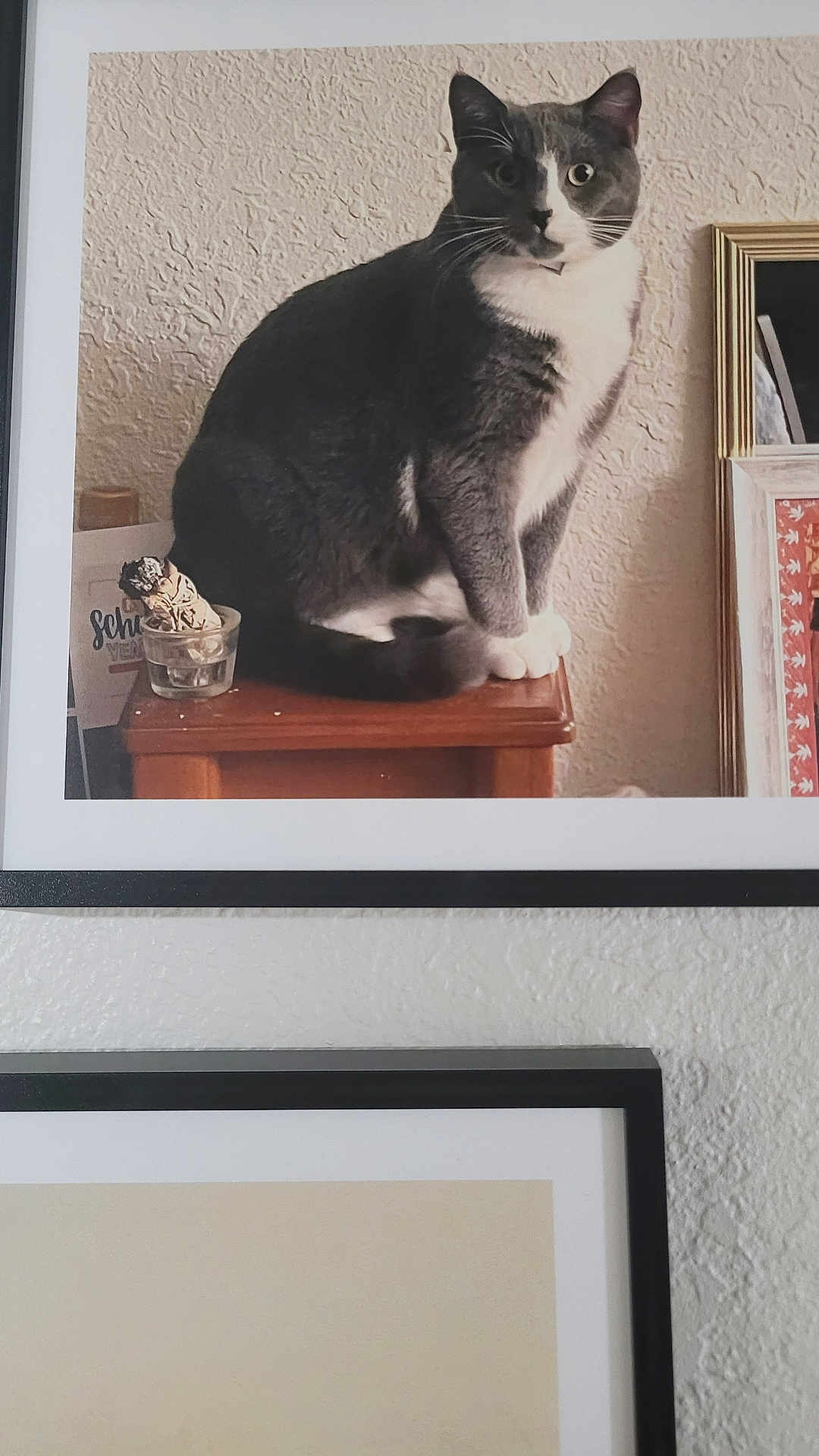 Trouble is registered to the contest to win money with this photo: cat, gray_cat, white_cat, framed_photo, wooden_surface, textured_wall, indoor, pet, animal, sitting, portrait, curious, feline, closeup, home_decor, picture_frame, photography, domestic_animal, still_life, furniture