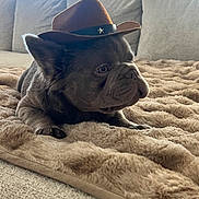 Joey joined the competition — help win amazing prizes! dog, french_bulldog, puppy, hat, cowboy_hat, blanket, plush, sofa, indoor, pet, cute, brown, fur, face, ears, animal, resting, cozy, living_room, curious
