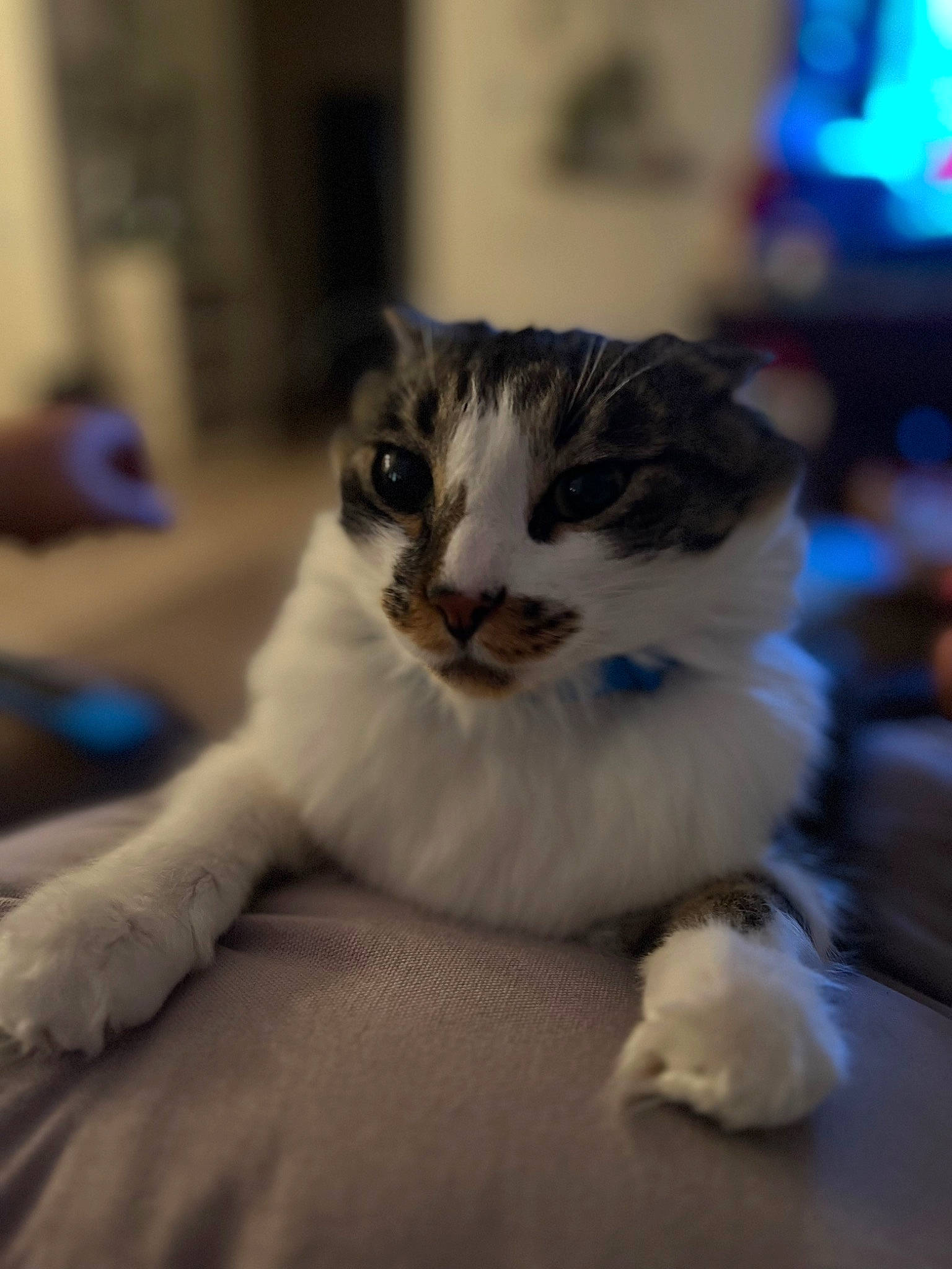 Kc joined the competition — help win amazing prizes! carnivore, cat, claw, comfort, domestic_short_haired_cat, felidae, fur, paw, room, small_to_medium_sized_cats, snout, tail, terrestrial_animal, whiskers, wood