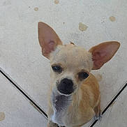 Chipie participe au concours pour gagner de l'argent avec cette photo :