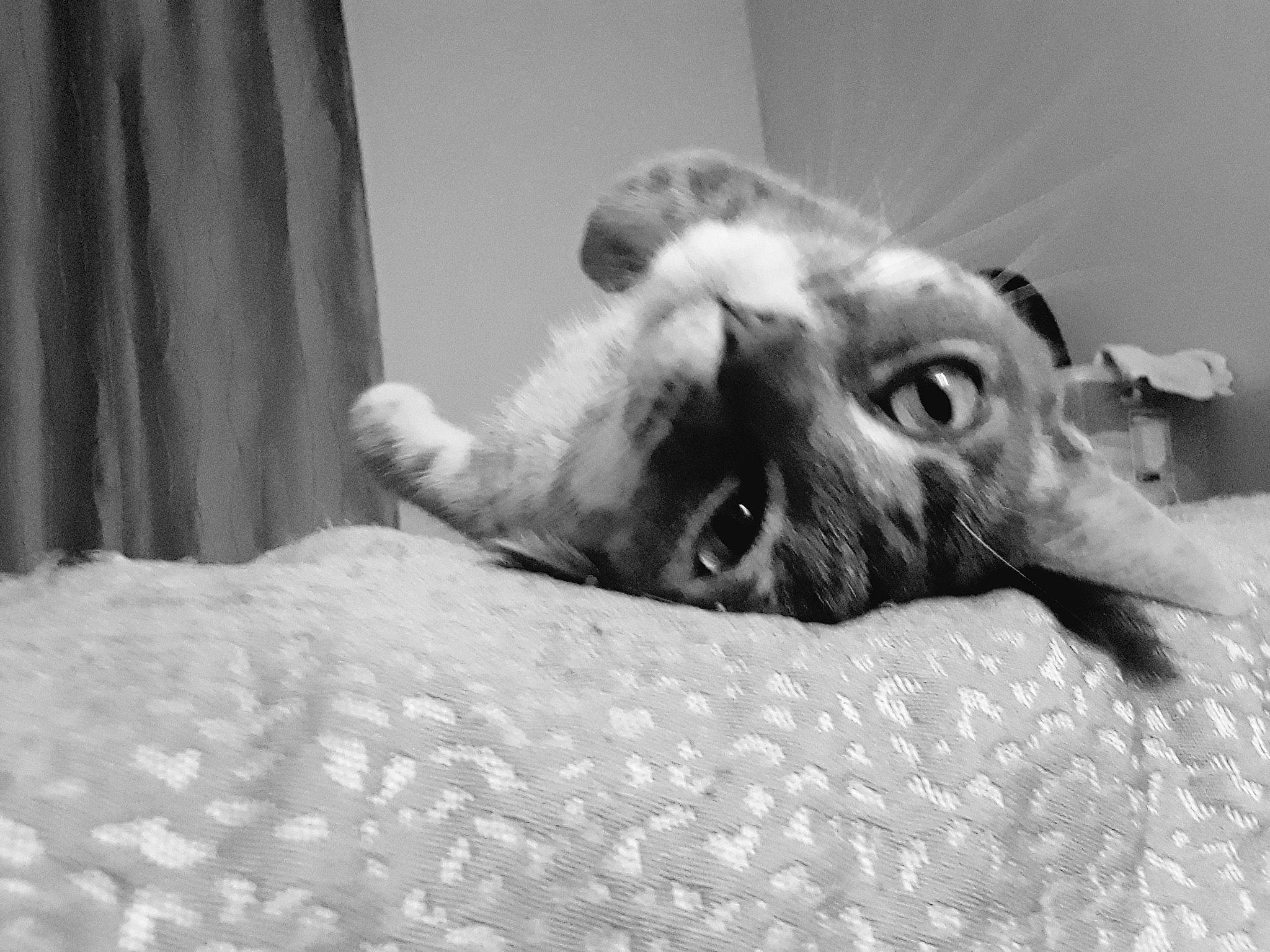 Miracle is registered to the contest to win money with this photo: black_and_white, canidae, carnivore, cat, devon_rex, dog_breed, ear, eye, fawn, felidae, fur, nose, paw, puppy, small_to_medium_sized_cats, snout, whiskers