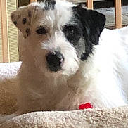 Riley is registered to the contest to win money with this photo: dog, pet, animal, white, black, fur, bed, indoor, cozy, resting, cute, canine, mammal, laying, comfortable, household, furniture, portrait, closeup, domestic