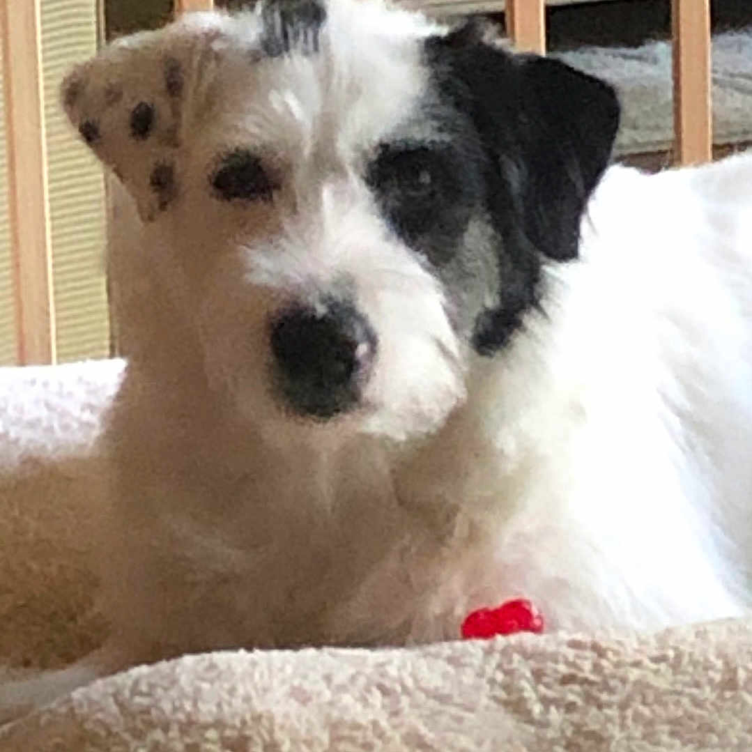 Riley is registered to the contest to win money with this photo: animal, bed, black, canine, closeup, comfortable, cozy, cute, dog, domestic, fur, furniture, household, indoor, laying, mammal, pet, portrait, resting, white