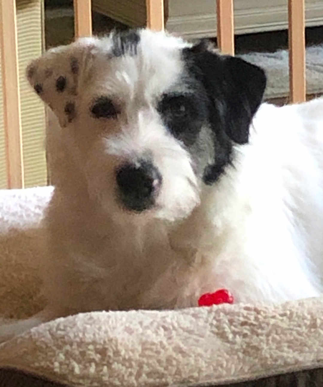 Riley is registered to the contest to win money with this photo: dog, pet, animal, white, black, fur, bed, indoor, cozy, resting, cute, canine, mammal, laying, comfortable, household, furniture, portrait, closeup, domestic