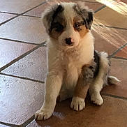 Nina participe au concours pour gagner de l'argent avec cette photo : accessories, animal, canine, cockerspaniel, collie, dog, eskimodog, flagstone, hound, husky, leash, path, pet, puppy, slate, snout, strap, tile, walkway, whitedog