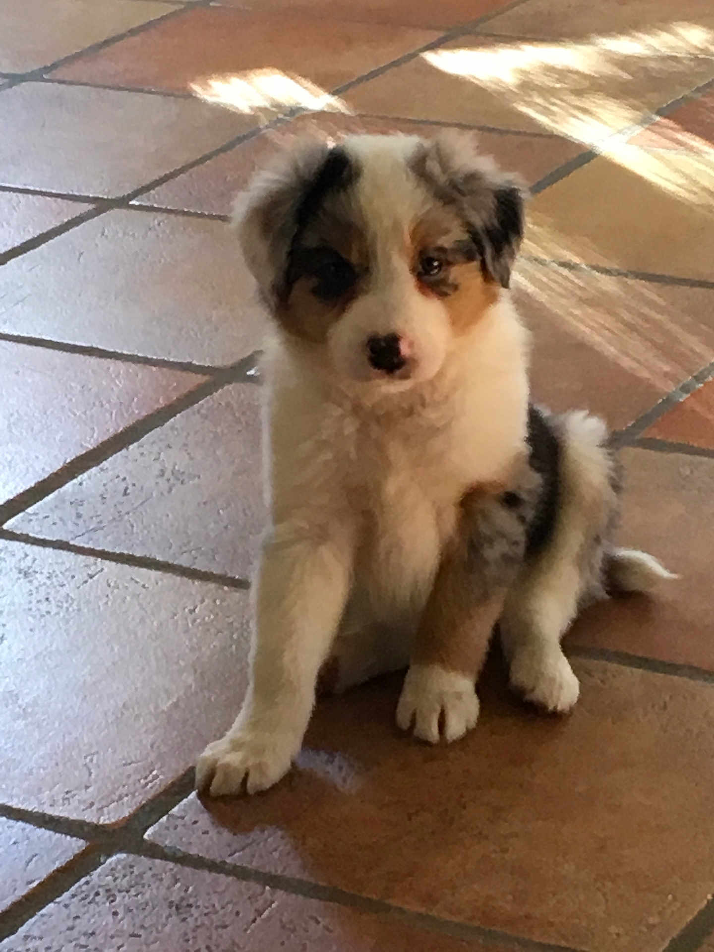 Nina participe au concours pour gagner de l'argent avec cette photo : accessories, animal, canine, cockerspaniel, collie, dog, eskimodog, flagstone, hound, husky, leash, path, pet, puppy, slate, snout, strap, tile, walkway, whitedog