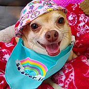 Gizmo joined the competition — help win amazing prizes! dog, small_dog, chihuahua, hat, bandana, rainbow, colorful, happy, smiling, pet, animal, cute, portrait, indoors, blanket, red_blanket, pink_hat, blue_bandana, sitting, cozy