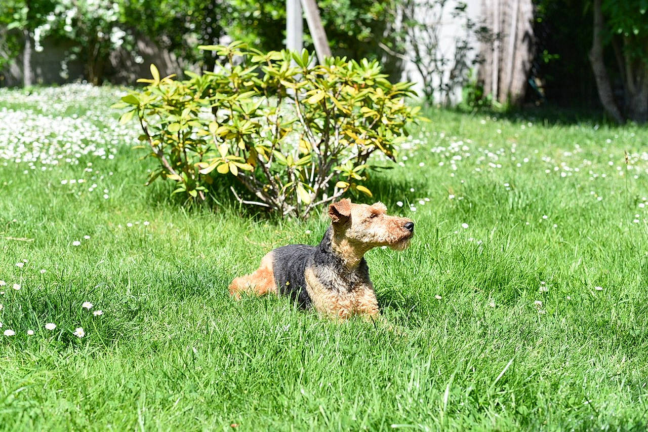 Helsie participe au concours pour gagner de l'argent avec cette photo : canidae, carnivore, companion_dog, dog, dog_breed, fawn, garden, grass, grassland, groundcover, landscape, pasture, people_in_nature, plant, shrub, snout, sporting_group, tail, terrestrial_plant, tree