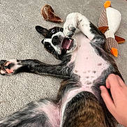 Ziggy joined the competition — help win amazing prizes! black_and_white, brown, carpet, chew_toy, cute, dog, expression, fur, hand, happy, indoor, lying_down, mouth_open, paw, petting, playing, plush_toy, puppy, spots, toy