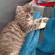 Perle a rejoint le concours — aidez-le/la à gagner de superbes lots ! kitten, cat, gray_tabby, fluffy, paws, remote_control, blanket, blue_blanket, couch, furniture, magazines, stack, indoor, pet, young_cat, fur, whiskers, relaxed, cozy, closeup