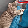 kitten, cat, gray_tabby, fluffy, paws, remote_control, blanket, blue_blanket, couch, furniture, magazines, stack, indoor, pet, young_cat, fur, whiskers, relaxed, cozy, closeup