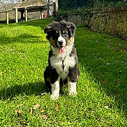 Uzu a rejoint le concours — aidez-le/la à gagner de superbes lots ! dog, puppy, grass, outdoor, sunlight, happy, tongue_out, fur, black_and_white, greenery, stone_wall, fence, ears, sitting, nature, pet, canine, daylight, playful, cute
