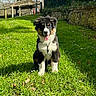 dog, puppy, grass, outdoor, sunlight, happy, tongue_out, fur, black_and_white, greenery, stone_wall, fence, ears, sitting, nature, pet, canine, daylight, playful, cute