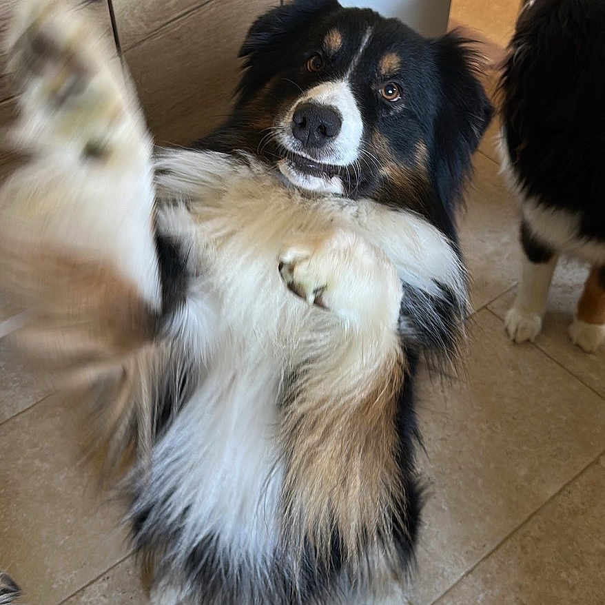 Uzu a rejoint le concours — aidez-le/la à gagner de superbes lots ! dog, paw, fur, tricolor, tile_floor, indoor, cabinet, pet, cute, animal, playful, companion, canine, friendly, furry, looking_up, brown, black, white, house