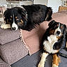 Uzu a rejoint le concours — aidez-le/la à gagner de superbes lots ! dog, couch, blanket, living_room, pet, fur, indoors, relaxing, black, brown, white, curious, cozy, furniture, household, domestic_animal, companion, resting, alert, home
