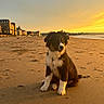 Uzu participe au concours pour gagner de l'argent avec cette photo : puppy, dog, beach, sand, sunset, sky, water, sea, shore, building, architecture, outdoor, animal, pet, cute, sunlight, nature, sitting, footprints, calm