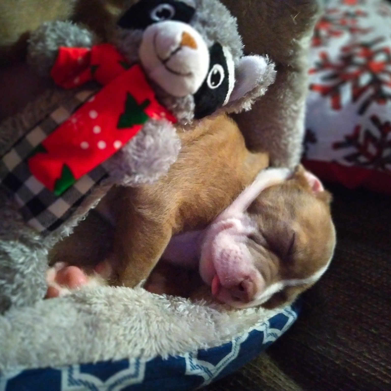 Diesel joined the competition — help win amazing prizes! baby_toys, bear, comfort, fawn, foot, fur, home_accessories, paw, plush, snout, stuffed_toy, teddy_bear, toy, vertebrate