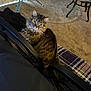 Jinx joined the competition — help win amazing prizes! animal, carpet, cat, chair, couch, cozy, curious, domestic, eyes, feline, fur, head_tilt, home, indoor, looking, pet_bowl, plaid_blanket, soft_light, tabby_cat, whiskers